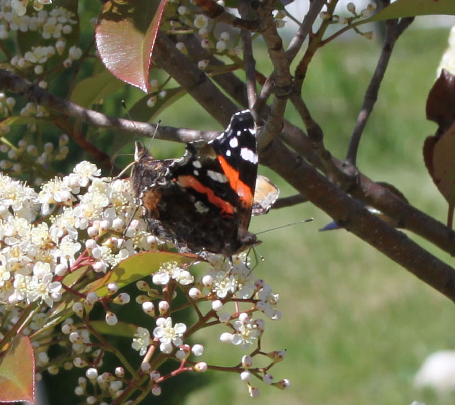 finalmente le vanesse